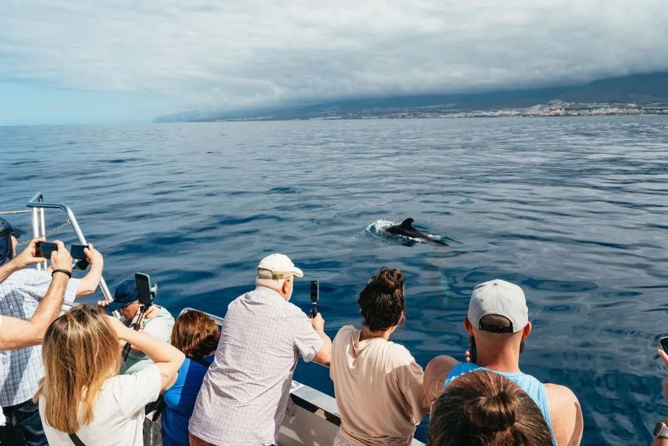 main image of the excursion Tour de avistamiento de ballenas con baño en Tenerife