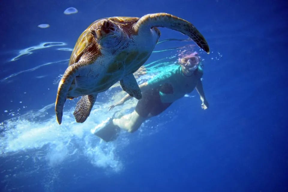 main image of the excursion Kayak y snorkel con tortugas en Tenerife