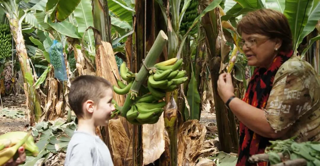 main image of the excursion Visita a la plantación de plátanos Finca Las Margaritas