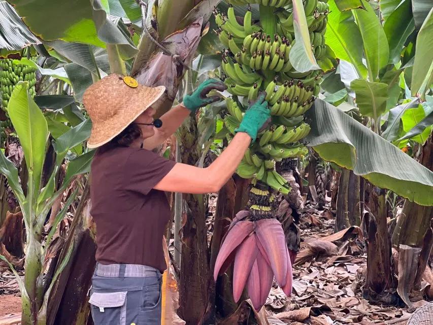 main image of the excursion /tenerife/platanos/platanos2.webp