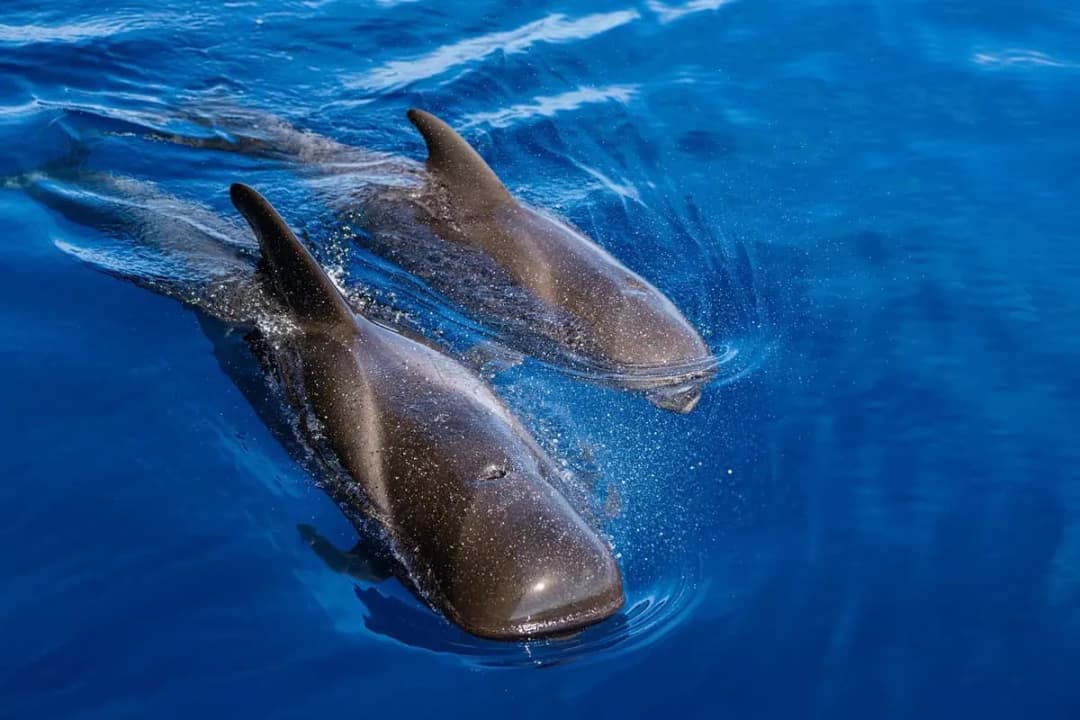 main image of the excursion Crucero de ballenas a Masca y Los Gigantes
